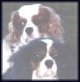 King Charles Cavalier